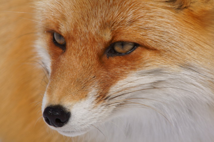 fox-fuyu-s.JPG