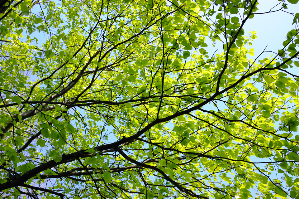 green-leaf-sky-s.jpg