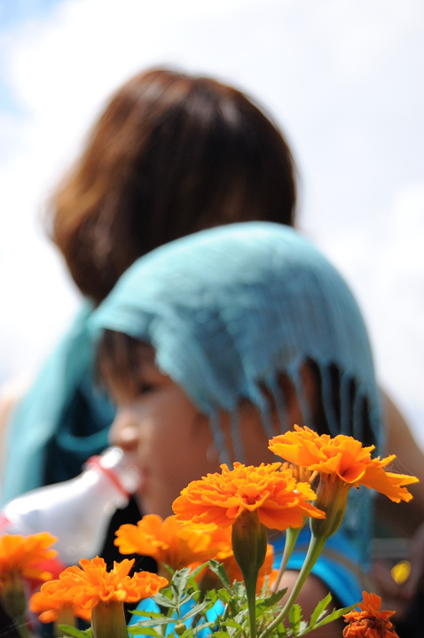 marigolds-summer-s.jpg