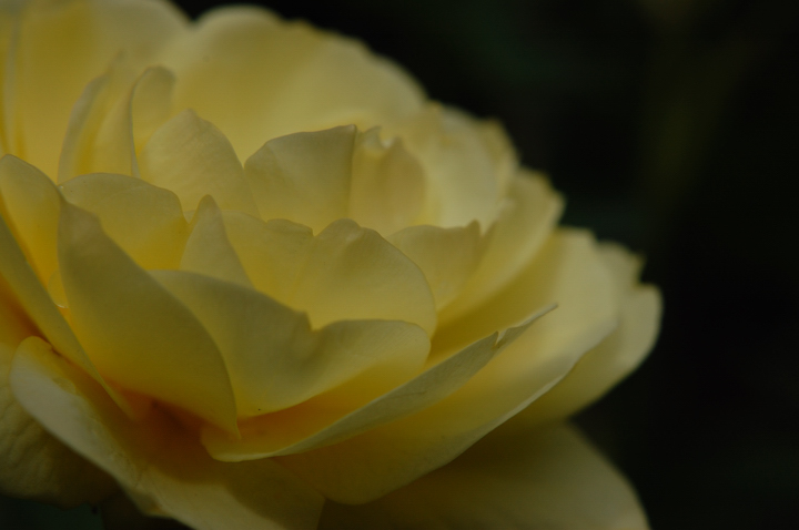 rose-yellow_01.jpg