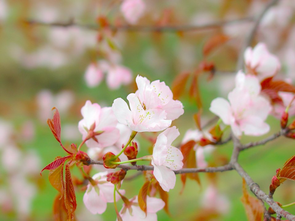 sakura-spring-s.jpg
