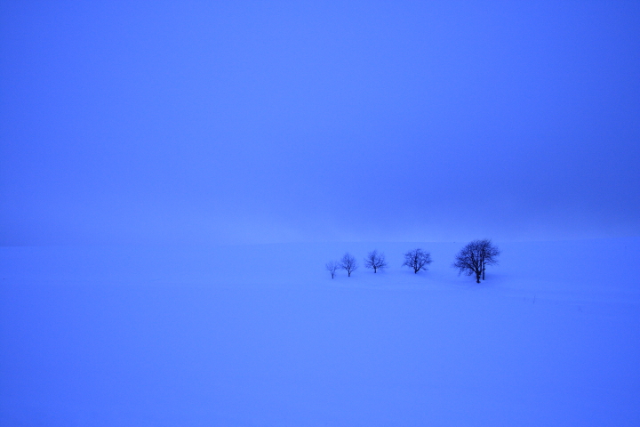 snow-tree-s.JPG