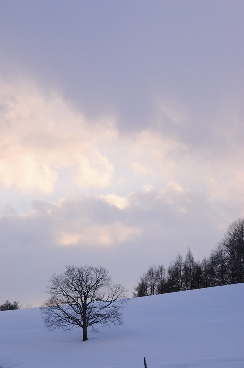snow-tree-s.jpg