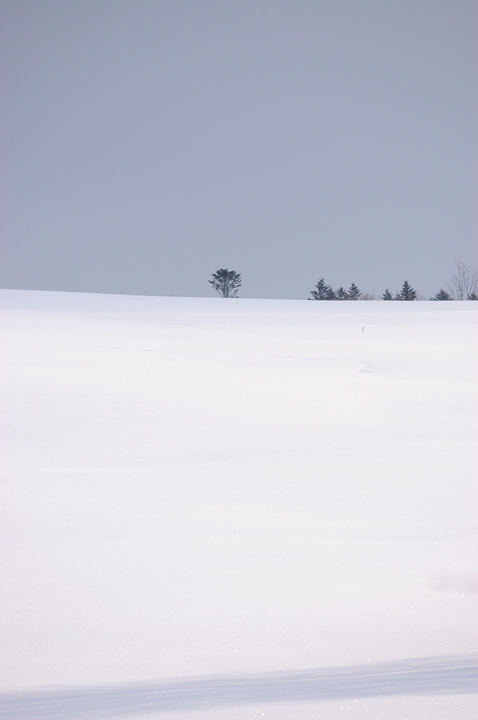 tree-snow-s.jpg