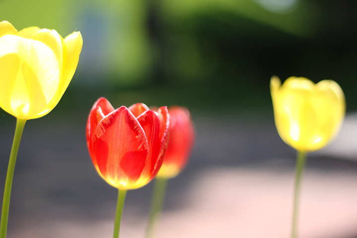 tulip-01.jpg