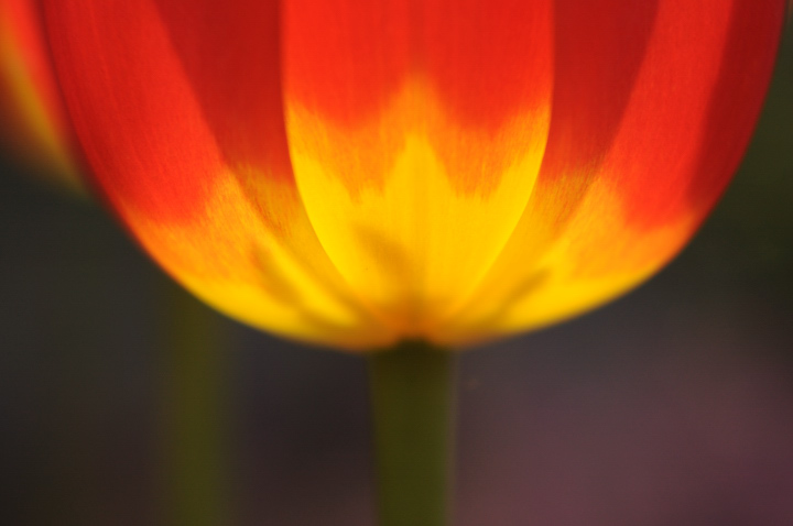 tulip_nx.jpg