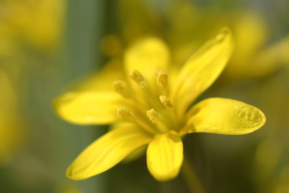 yellow-flower-macro-s.jpg