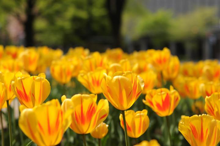 yellow-tulip-s.jpg
